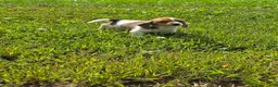 Mixed Breed dogs for sale: Mixed Breed 7 - Ad 1