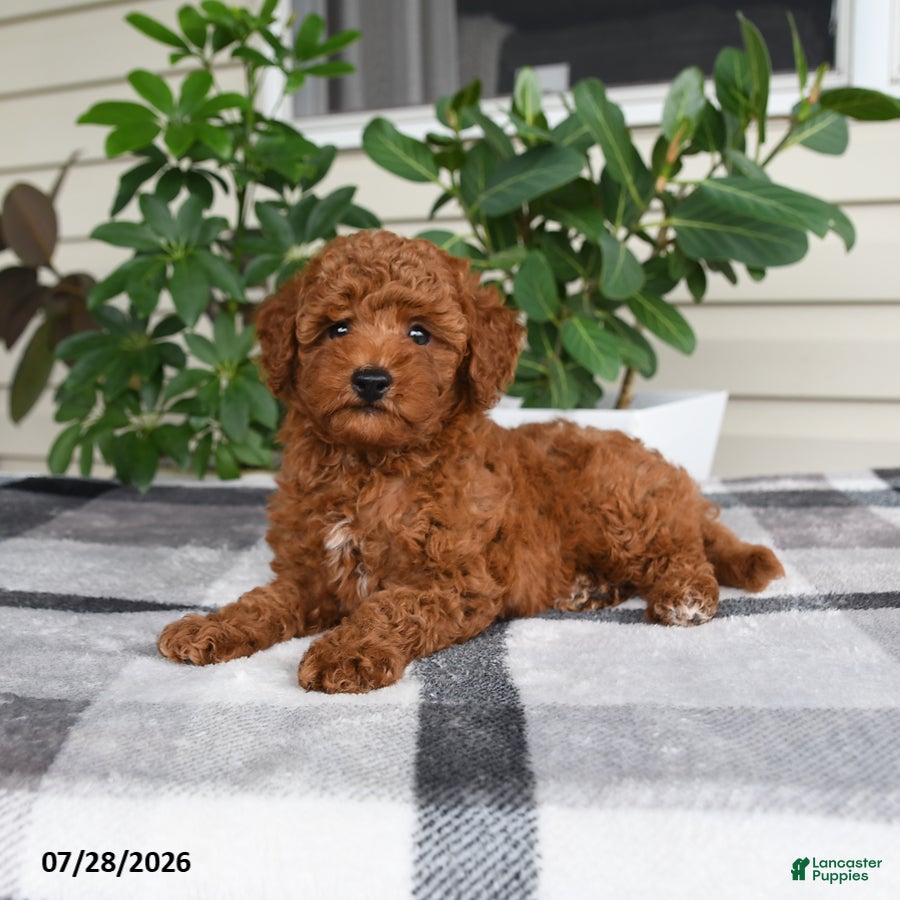 Miniature Poodle dogs Waylon - Ad 2