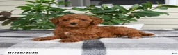 Miniature Poodle dogs for sale: Waylon - Ad 2