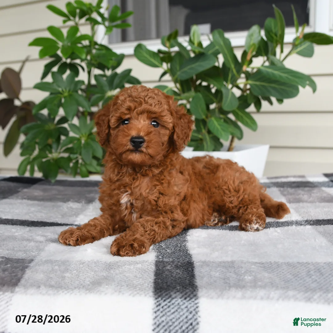 Miniature Poodle dogs for sale: Waylon - Ad 2