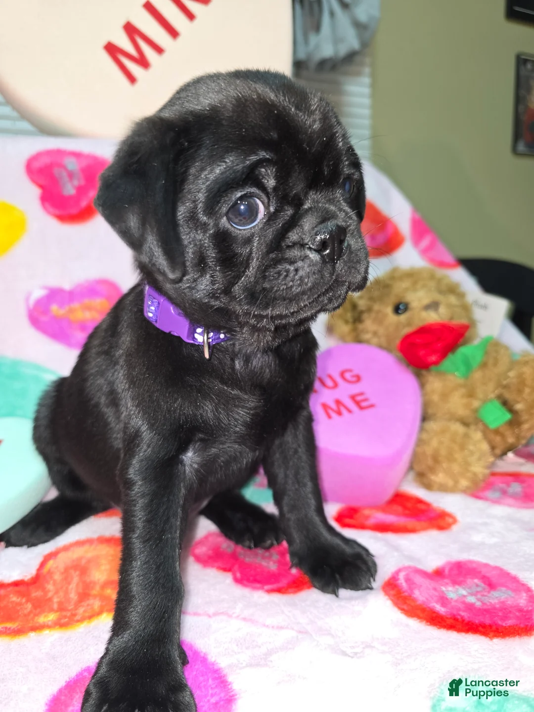 Pug dogs for sale: Bear - Ad 1