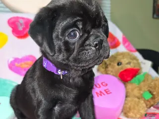 Pug dogs Bear - Ad 42