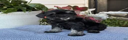 Miniature Schnauzer dogs for sale: Lovely - Ad 3