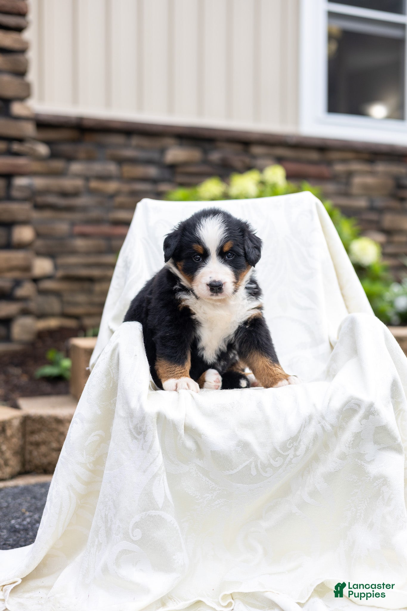 Bernese Mountain Dog dogs Rachelle - Ad 1