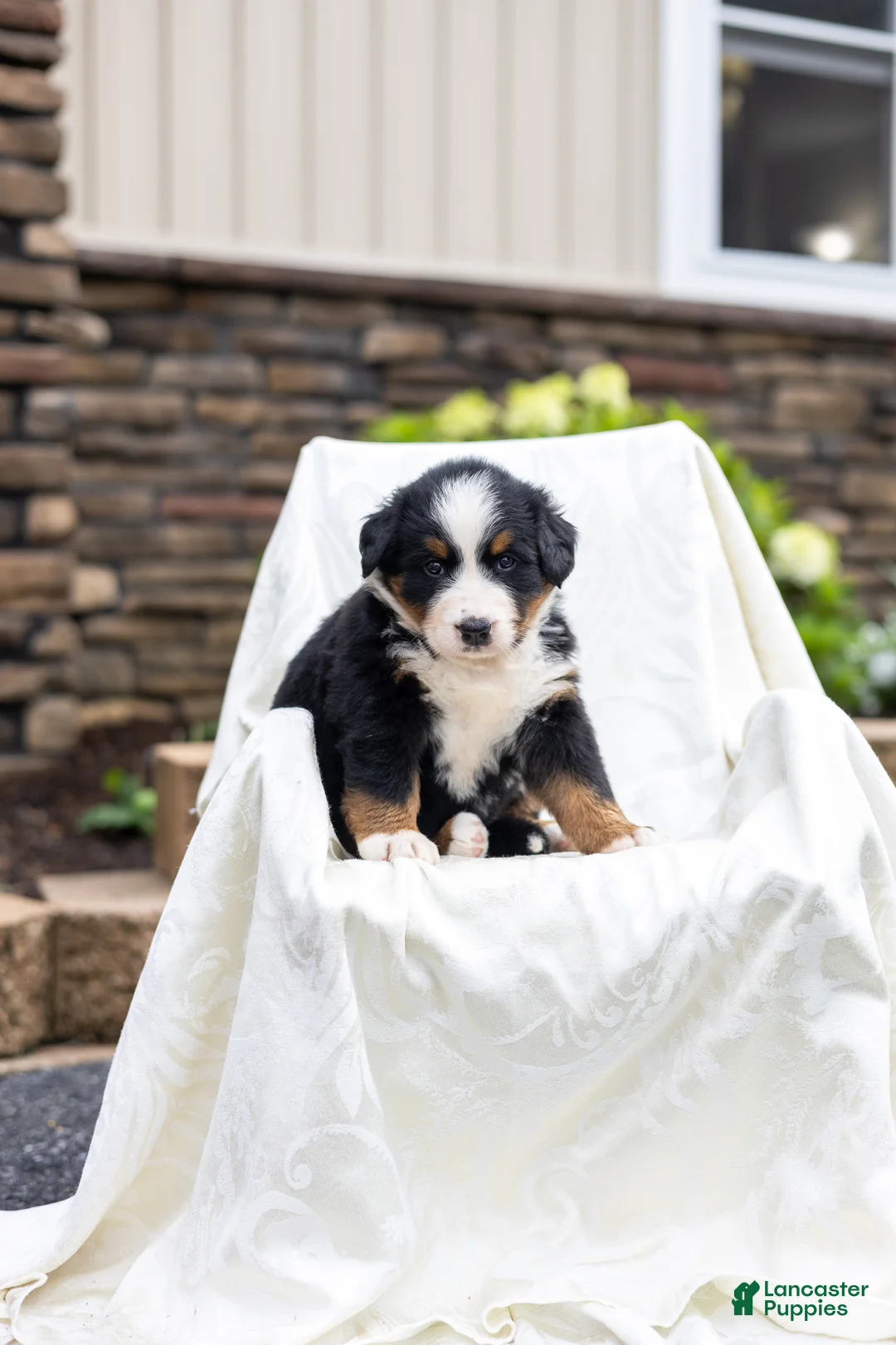 Bernese Mountain Dog dogs for sale: Rachelle - Ad 1