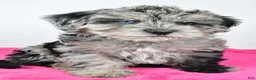 Yorkiepoo dogs for sale: Laci - Ad 2