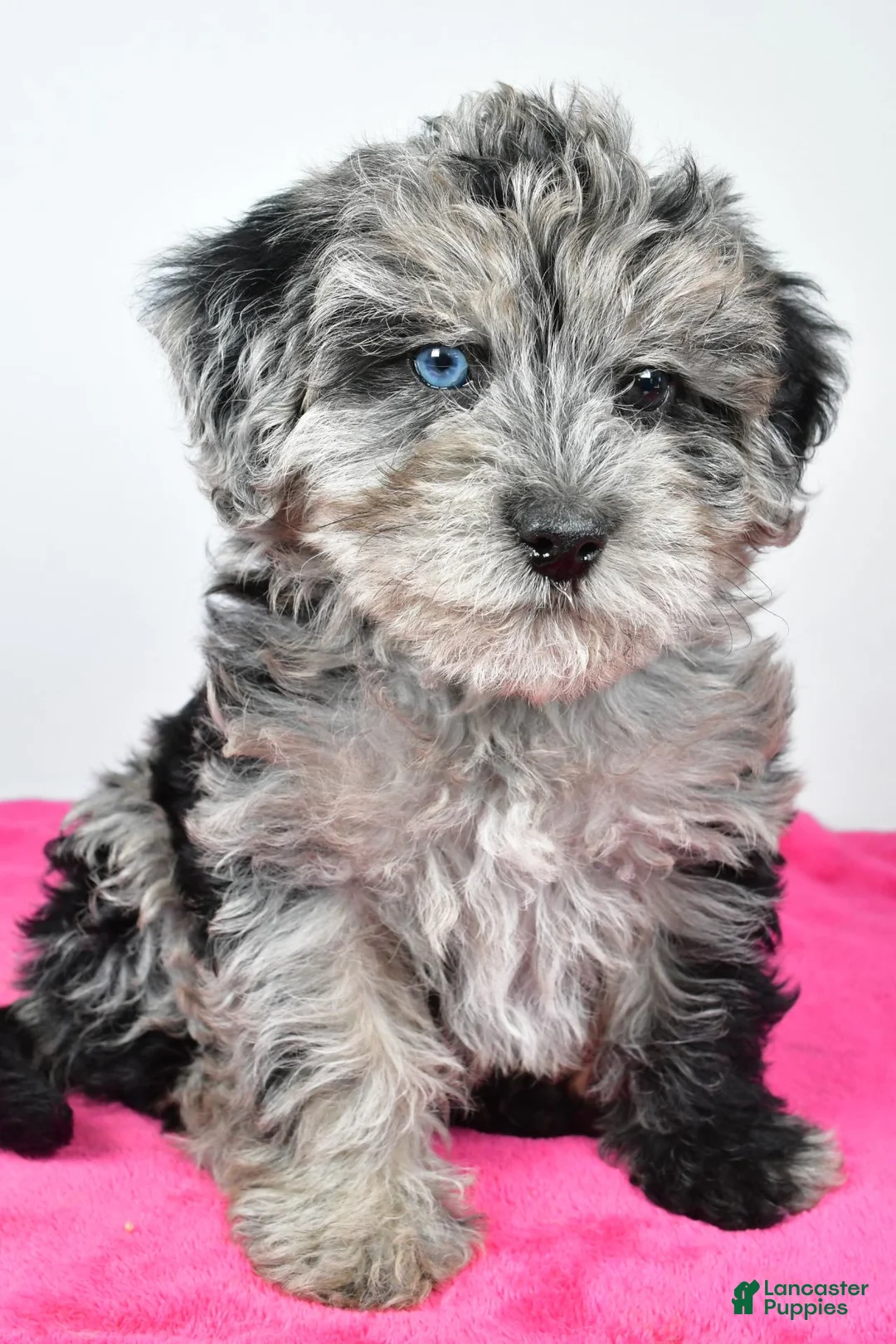 Yorkiepoo dogs for sale: Laci - Ad 2