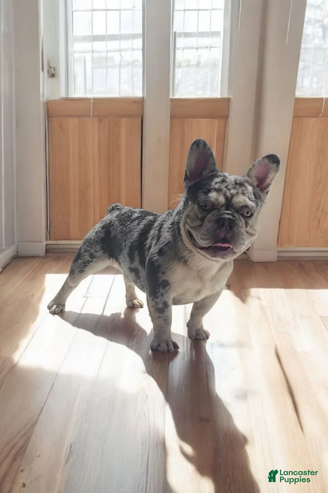 French Bulldog dogs for sale: Riot - Ad 5