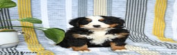 Bernese Mountain Dog dogs for sale: Bubbles - Ad 3