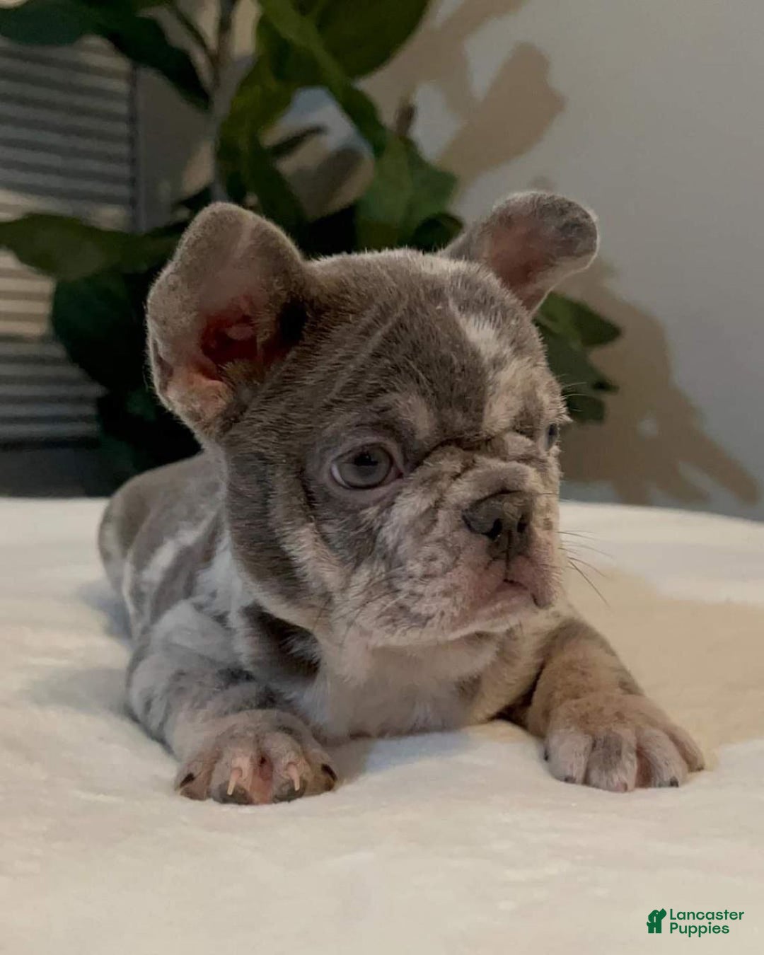French Bulldog dogs for sale: Lola - Ad 2