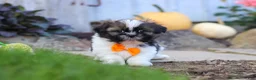 Shih Tzu dogs for sale: Riley - Ad 1