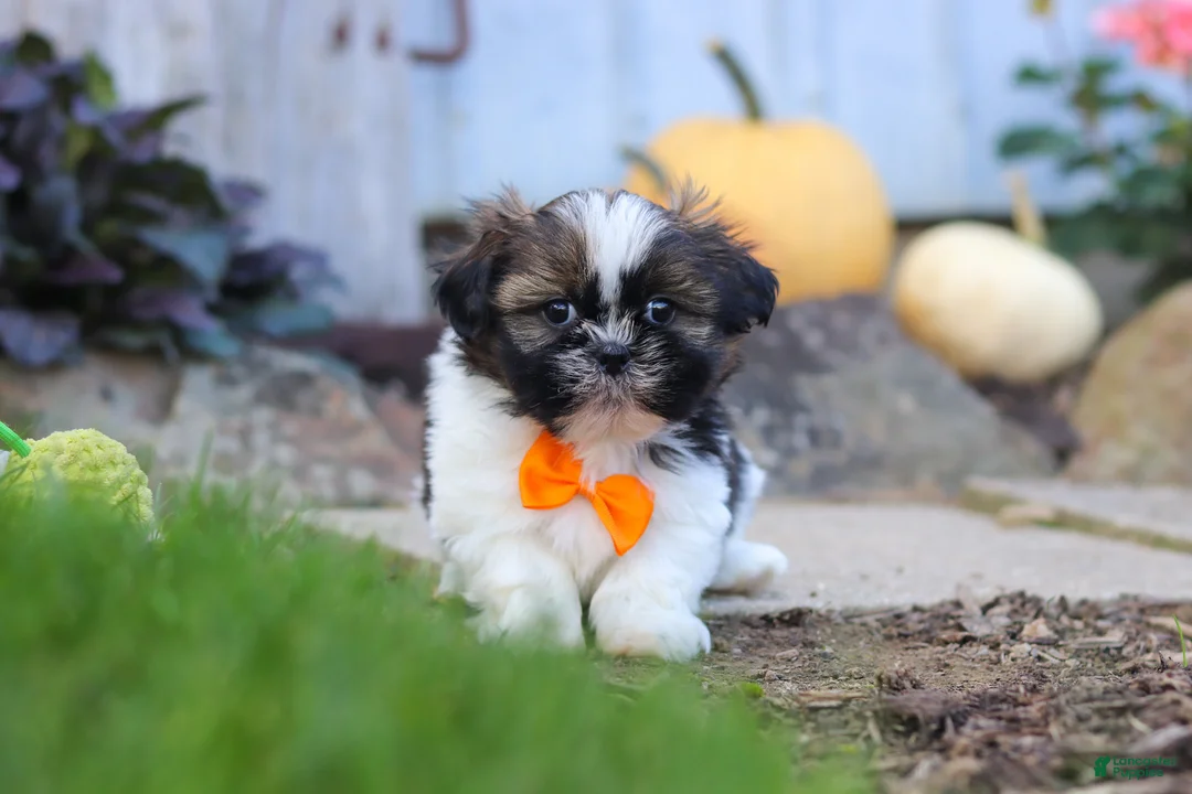 Shih Tzu dogs for sale: Riley - Ad 1