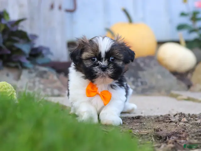Shih Tzu dogs for sale: Riley - Ad 1