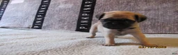 Pug dogs for sale: Pug Puppy 3 - Ad 41