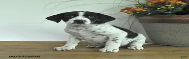 Duke