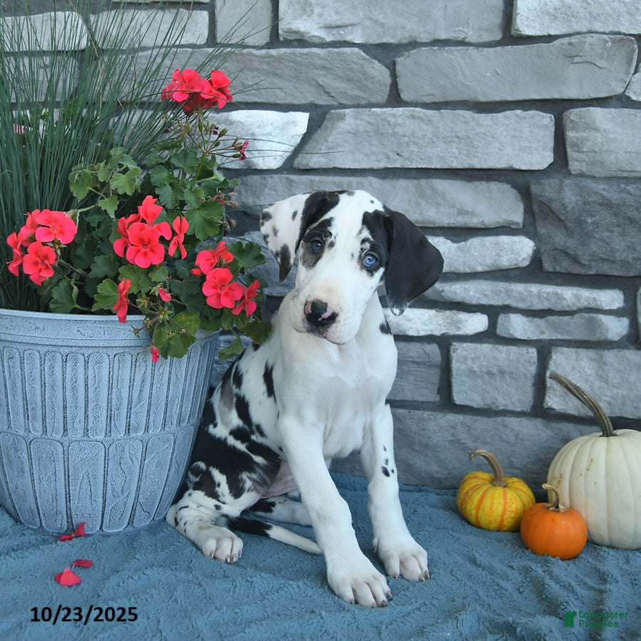 Great Dane Puppies for sale Lancaster Puppies
