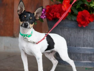 Toy Fox Terrier dogs - Ad 1