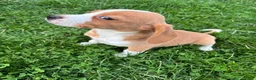 Beagle dogs for sale: Goldie - Ad 6
