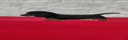 Miniature Dachshund dogs for sale: Titus - Ad 2