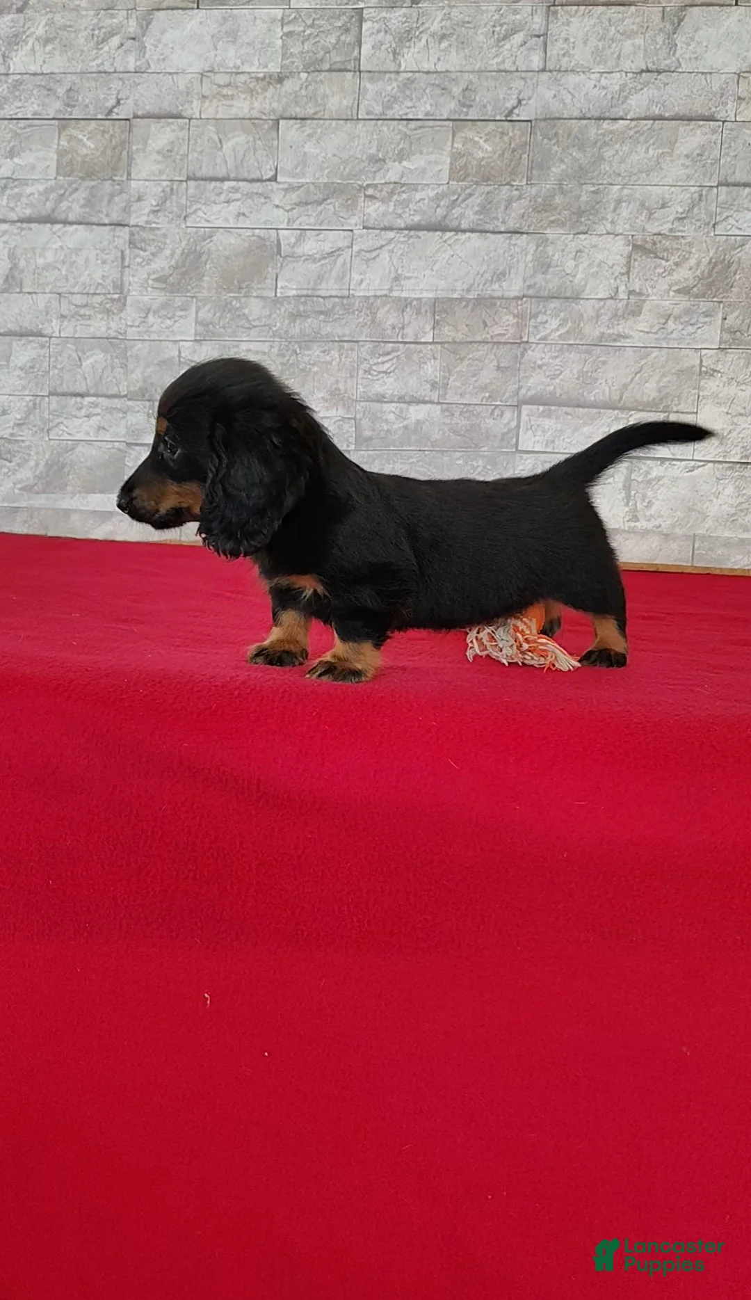 Miniature Dachshund dogs for sale: Titus - Ad 2