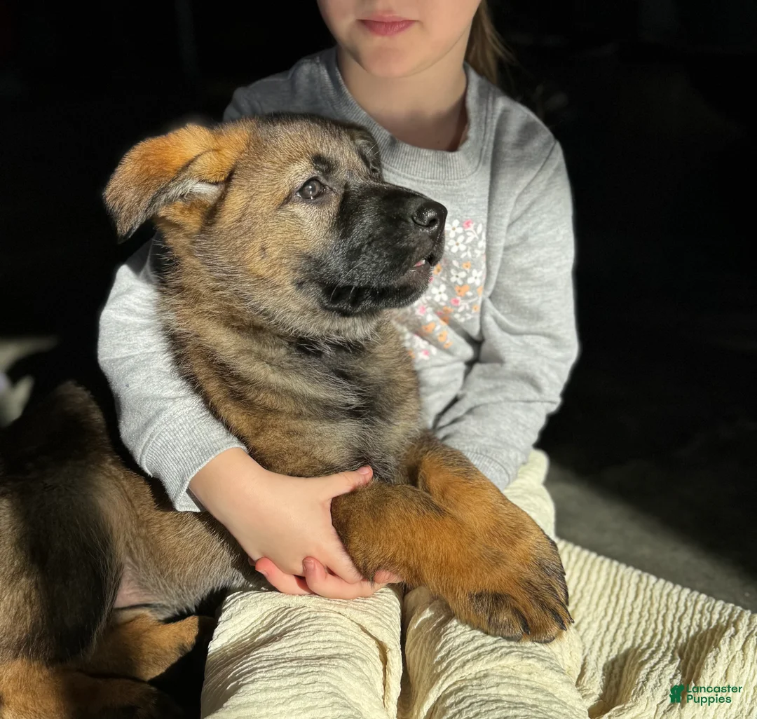 German Shepherd dogs for sale: Augusta - Ad 8