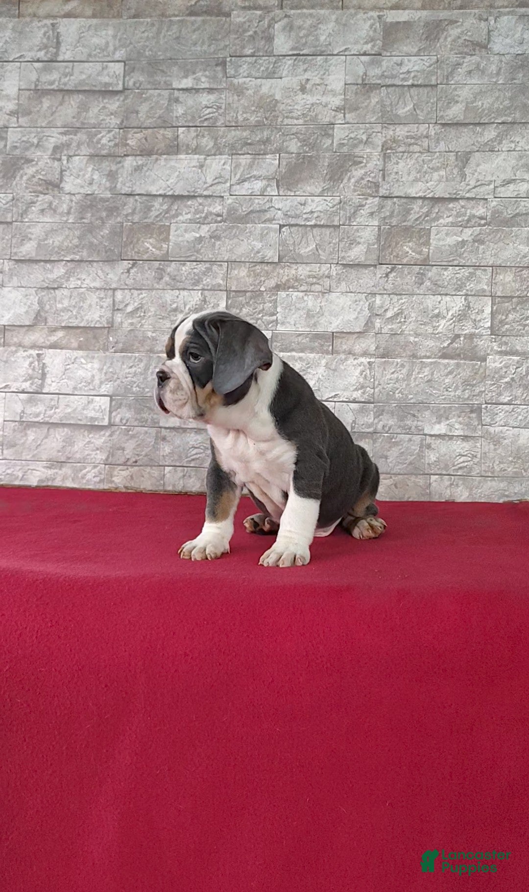 Beabull dogs for sale: Parker - Ad 3
