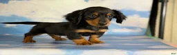 Miniature Dachshund dogs for sale: AKC Vince LH Parents DNA & CHIC choc carrier  - Ad 6
