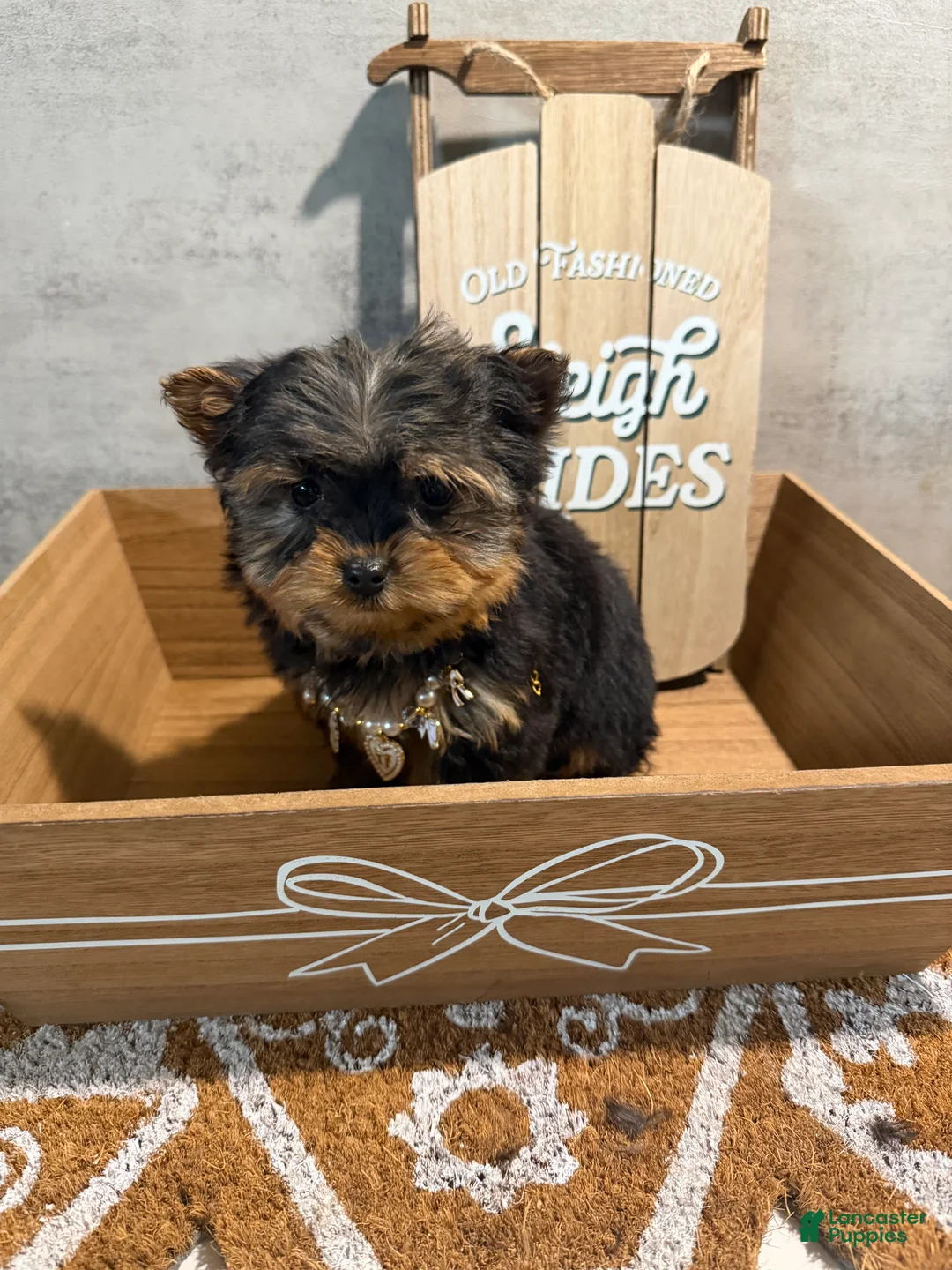 Yorkshire Terrier dogs for sale: Jean - Ad 4