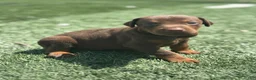 Doberman Pinscher dogs for sale: Luna - Ad 3