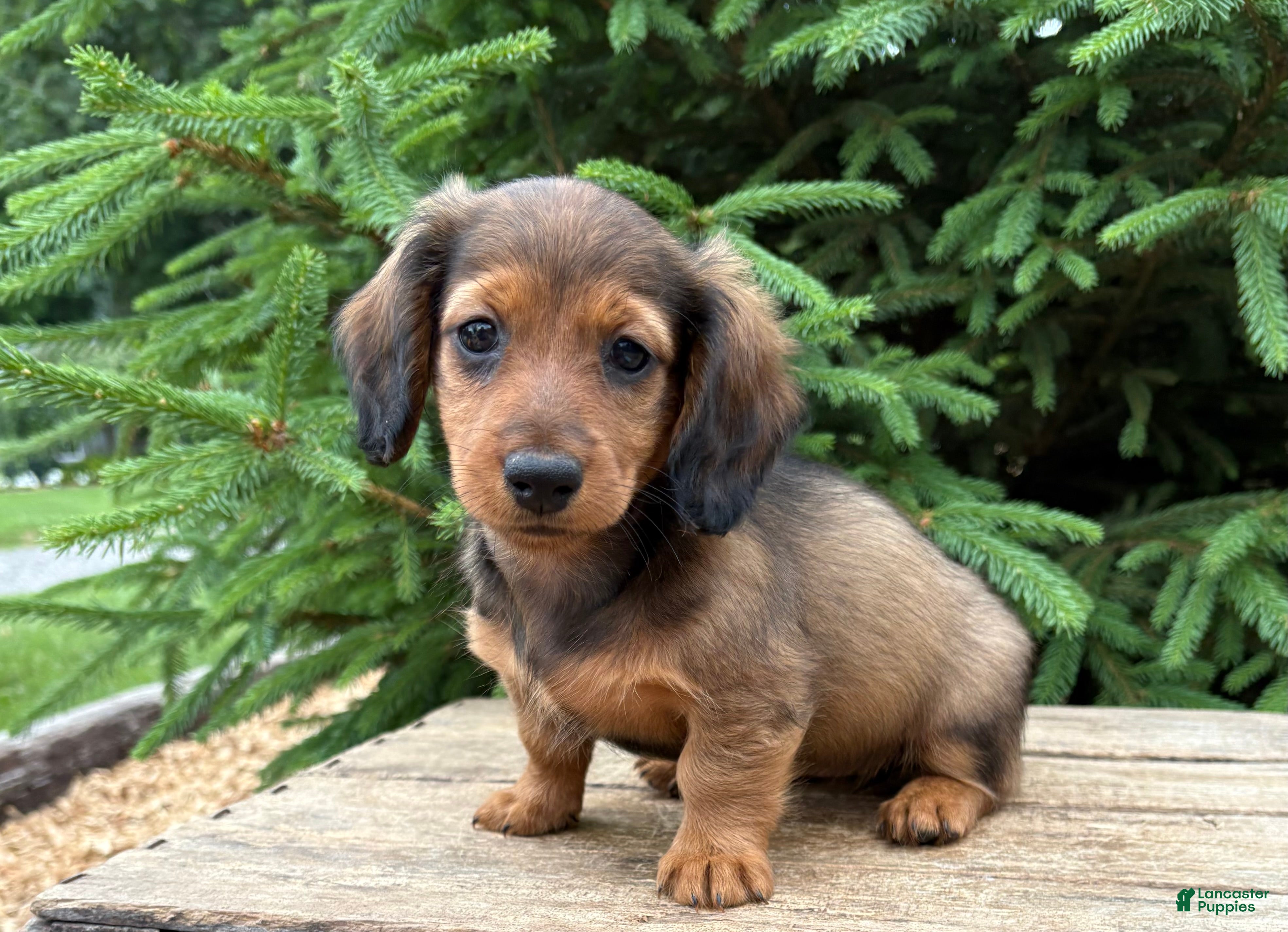 Dachshund dogs River - Ad 1