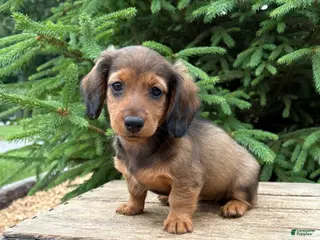 Dachshund dogs for sale: River - Ad 1
