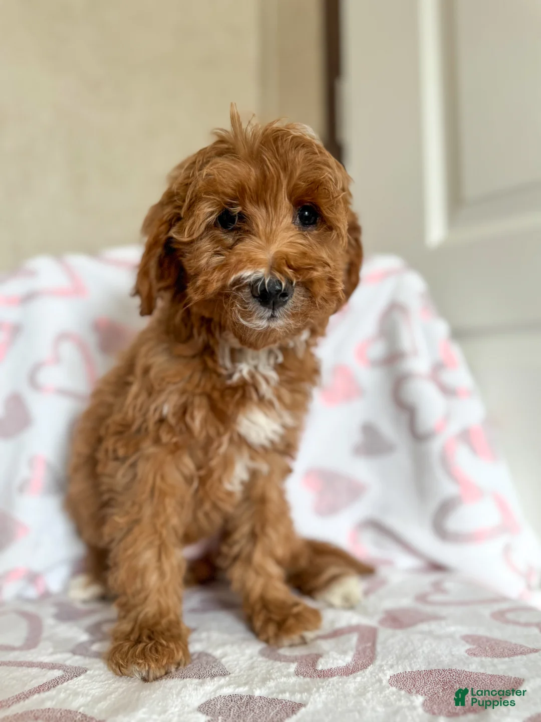 Goldendoodle dogs for sale: Martha  - Ad 3