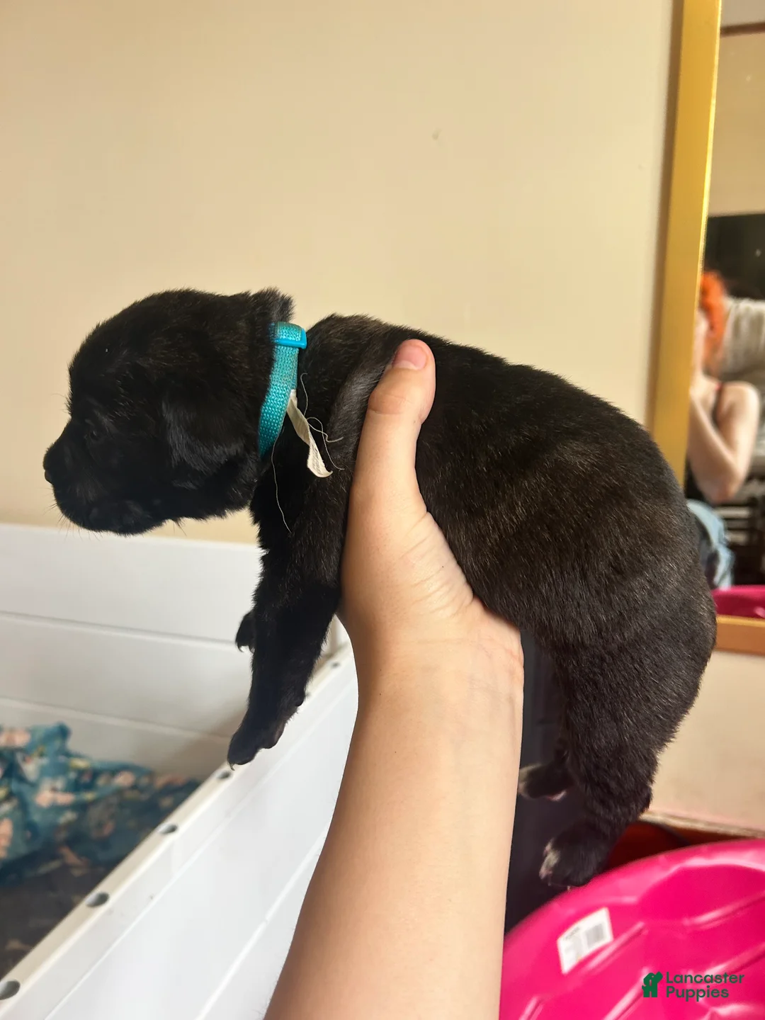 Cane Corso dogs for sale: Light Blue  - Ad 2