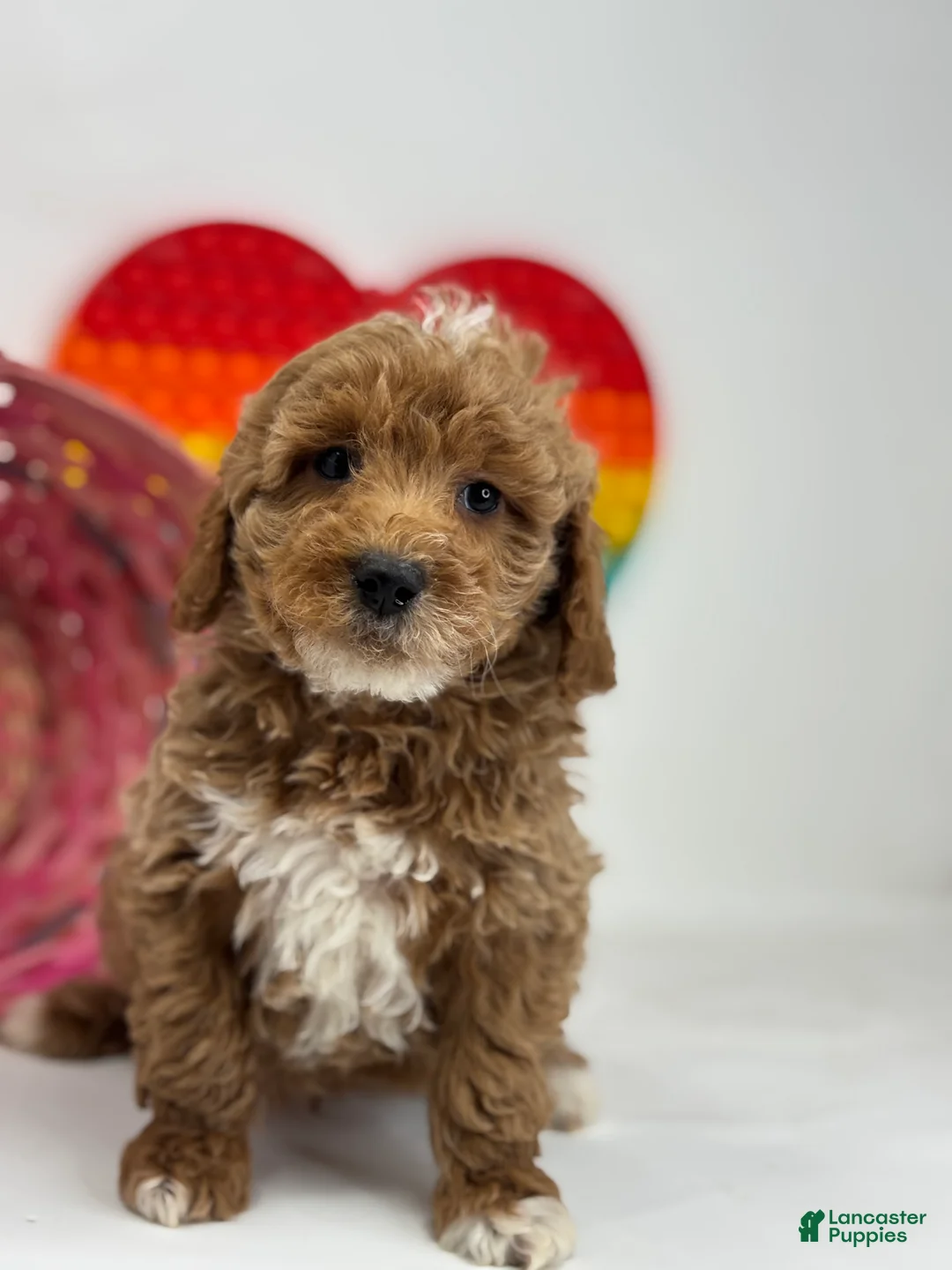 Mini Goldendoodle dogs for sale: Derek - Ad 2