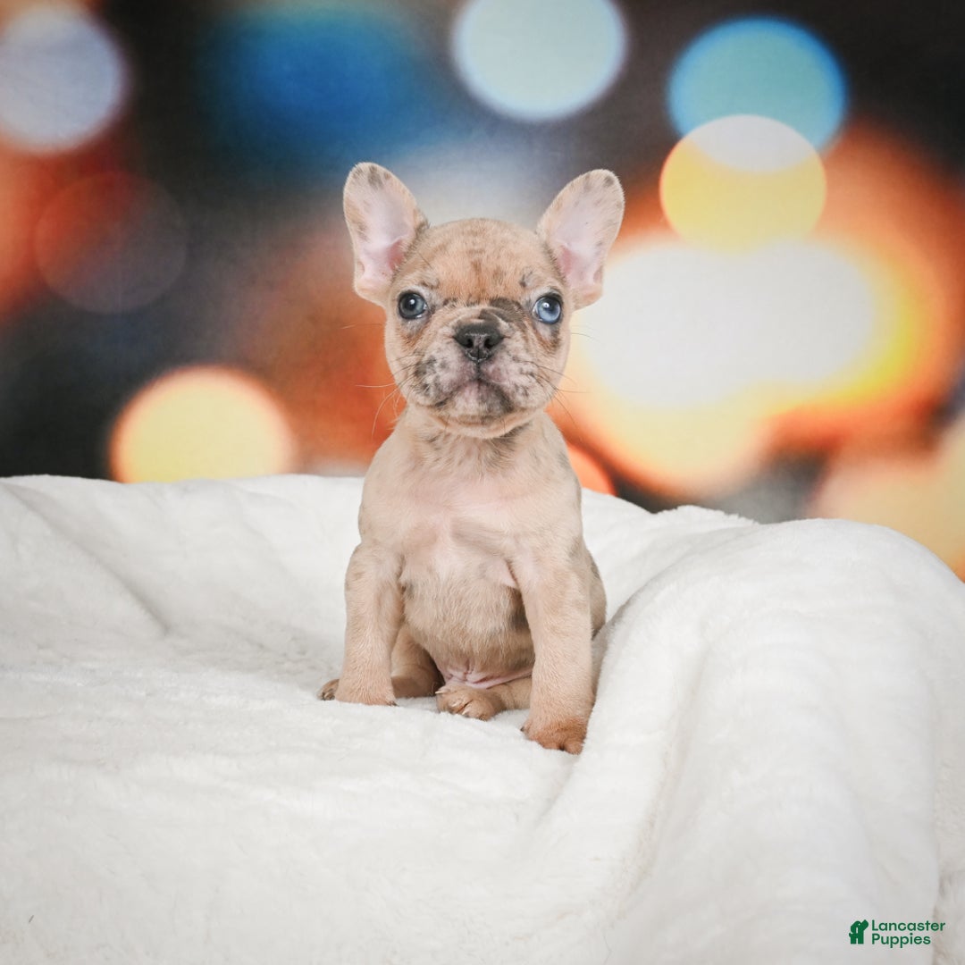 French Bulldog dogs for sale: Zeus - Ad 8