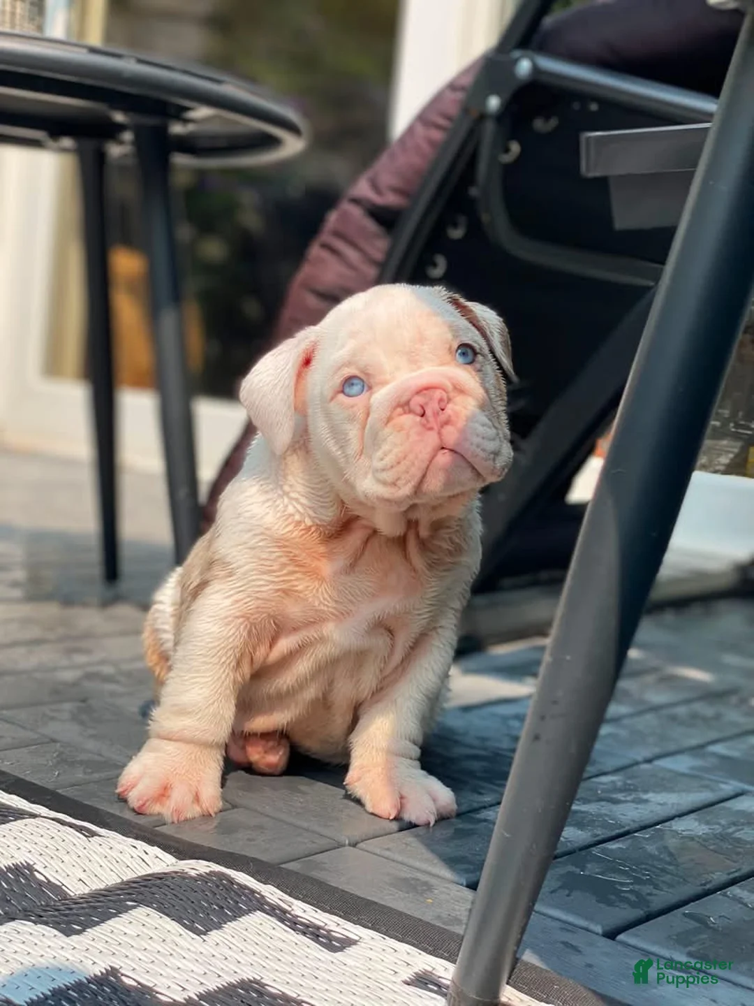 English Bulldog dogs for sale: Dallas - Ad 1
