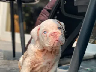 English Bulldog dogs Dallas - Ad 40