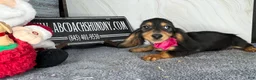 Dachshund dogs for sale: Import - Ad 11
