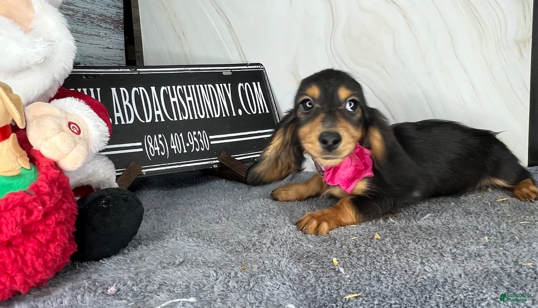 Dachshund dogs for sale: Import - Ad 11