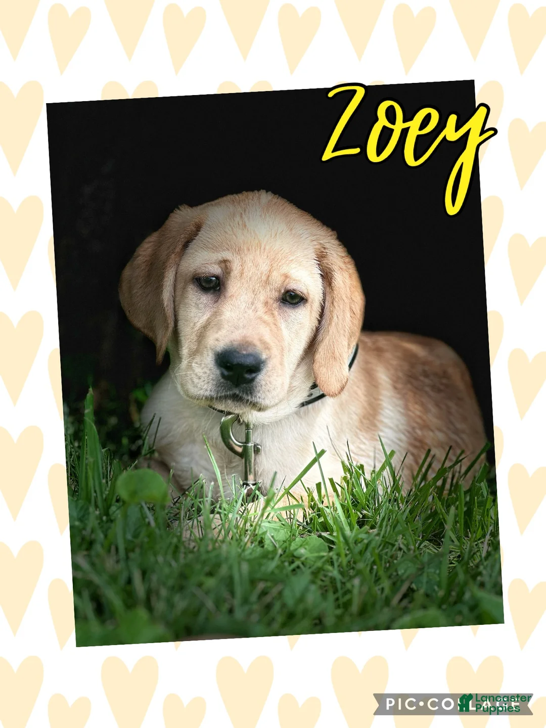 Labrador Retriever dogs for sale: Labrador Retriever 1 - Ad 1