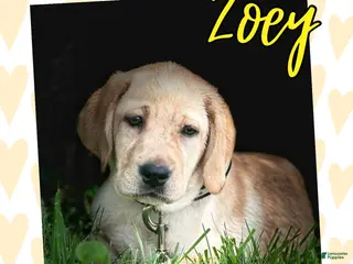 Labrador Retriever dogs for sale: Labrador Retriever 1 - Ad 2