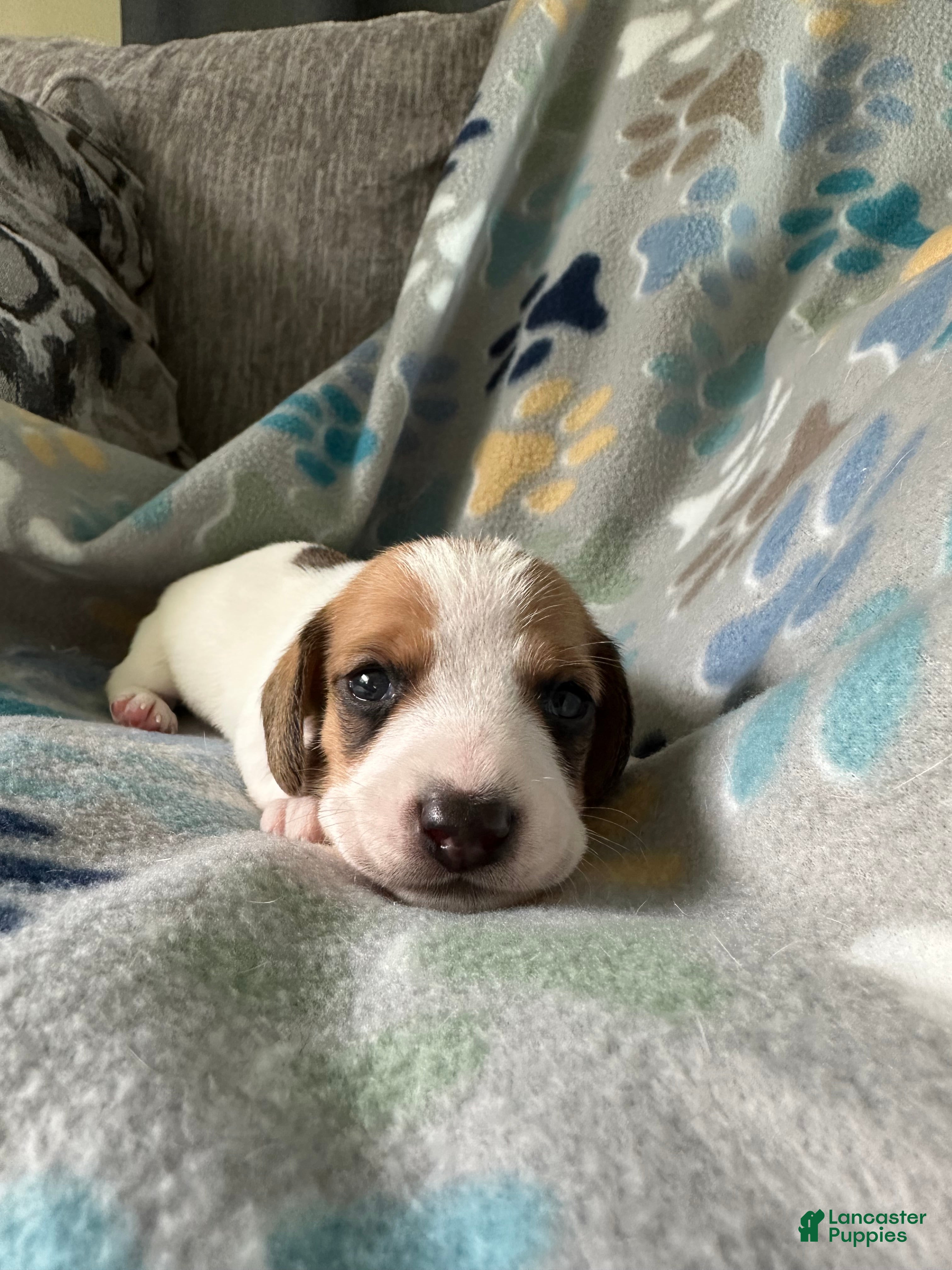 Miniature Dachshund dogs Biscuit 🥖 - Ad 1