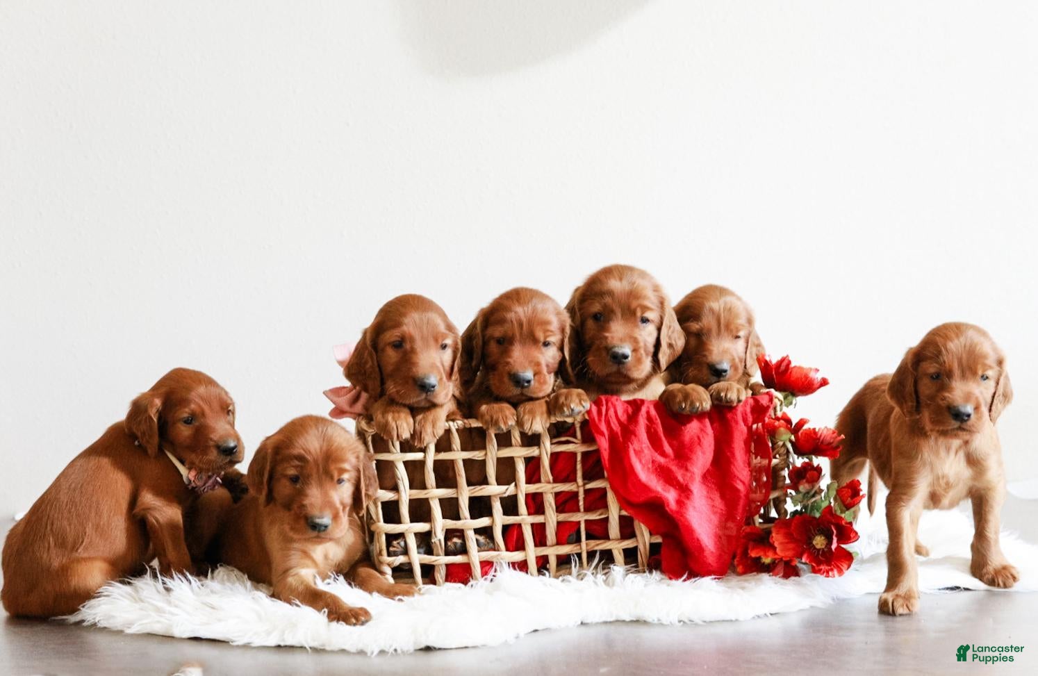 Irish Setter dogs for sale: Harley  - Ad 3