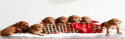 Irish Setter dogs for sale: Harrison  - Ad 8