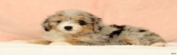 Mini Aussiedoodle dogs for sale: Megan - Ad 5