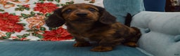 Dachshund dogs for sale: Michael  - Ad 5