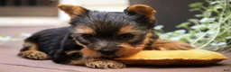 Yorkshire Terrier dogs for sale: Damon Yorkshire Terrier  - Ad 5