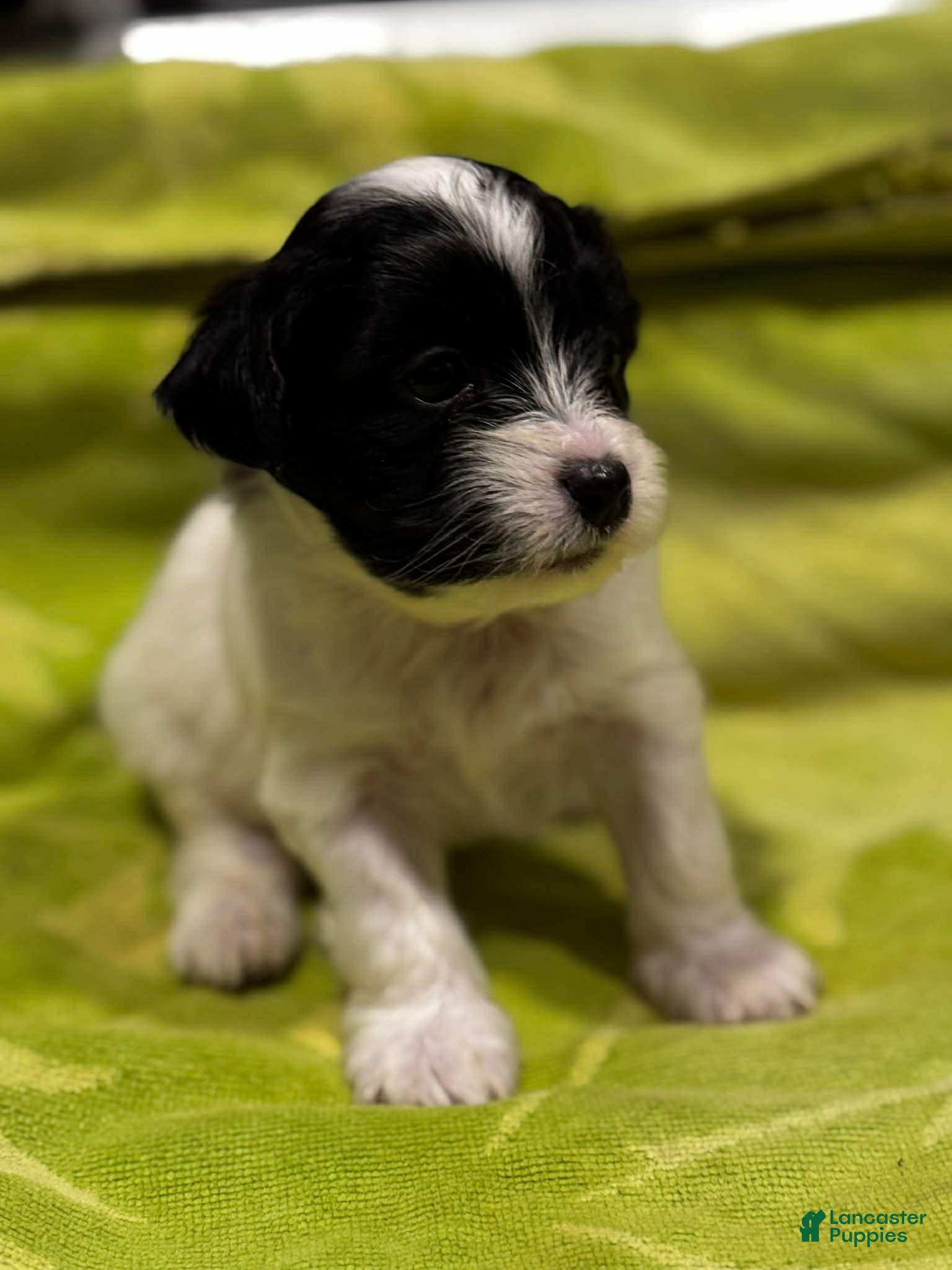 Shorkie dogs Gionnie - Ad 39