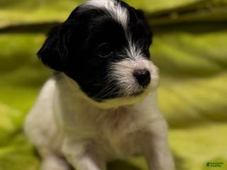 Shorkie dogs Gionnie - Ad 3