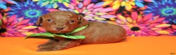 Mixed Breed dogs for sale: Tangelo - Ad 7